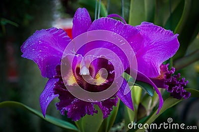 Colourful beautiful fresh of orchids. Stock Photo