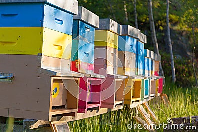 Colourful beehives in a field. Summer season. Stock Photo