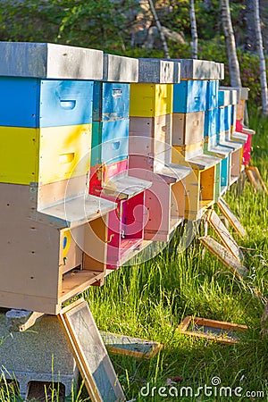 Colourful beehives in a field. Summer season. Stock Photo