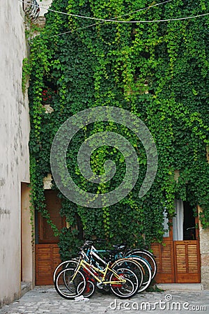 Colourful bicycles under a green ivy Stock Photo
