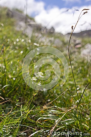 Colourful blossoms of alpine flowers in Triglav National Park Stock Photo