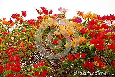 Colourful bougainvillea Stock Photo