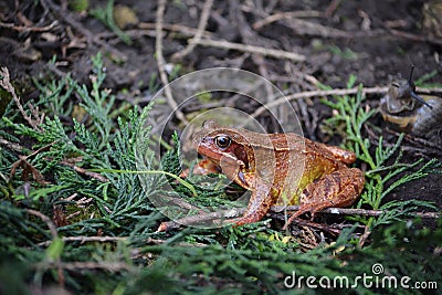 A colourful brown green and orange frog in my wildlife garden Stock Photo