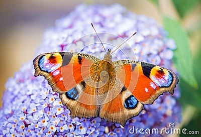 Colourful Peacock butterfly colorful Stock Photo