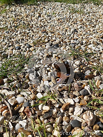 Colourful butterfly sitting atop the pebbles Stock Photo