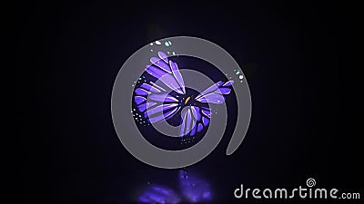 Animation of a Flying Butterfly on a Black Background HD 1920x1080 Stock Footage - Video of design, wildlife: 167001260 Animation of a Flying Butterfly on a Black Background HD 1920x1080 Stock Footage - Video of design, wildlife: 167001260