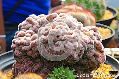 Colourful Cactus for gardening Stock Photo