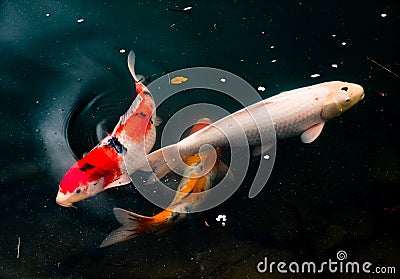 Colourful Calf Fishes freely swimming in a lake Stock Photo