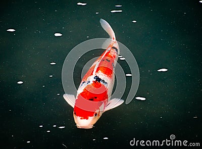 Colourful Calf Fishes freely swimming in a lake Stock Photo