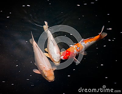 Colourful Calf Fishes freely swimming in a lake Stock Photo