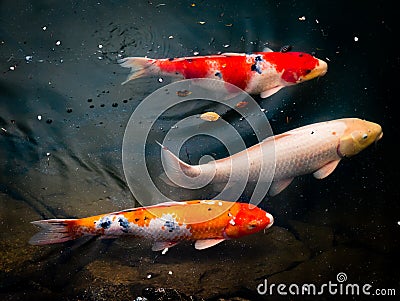 Colourful Calf Fishes freely swimming in a lake Stock Photo