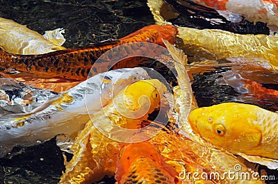 Colourful carps Stock Photo