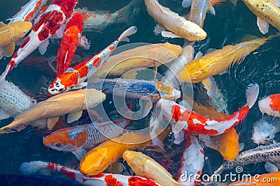 Colourful carps in Hiroshima Stock Photo