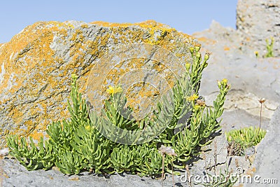 The colourful coastal cliffs of pembrokeshire Stock Photo