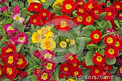 A Colourful Collection of Primula Plants Stock Photo