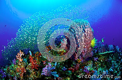 Colourful Coral Reef Stock Photo