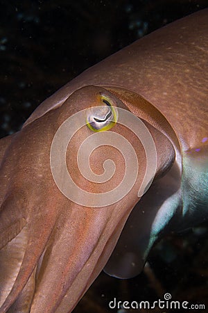 Colourful cuttlefish Stock Photo