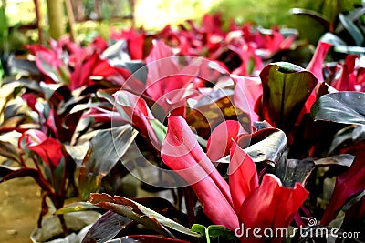 Colourful decorative plants Stock Photo