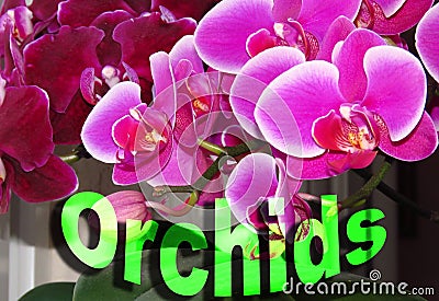 Colourful design word orchid font stock vector decorative element on orchid flowers background. Orchis latifolia. Stock Photo