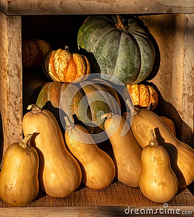 Colourful display of pumpkins and squash vegetables Stock Photo