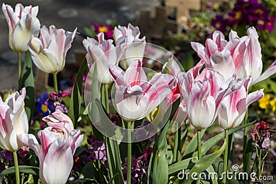 Colourful display of white and red Tulips in East Grinstead Stock Photo