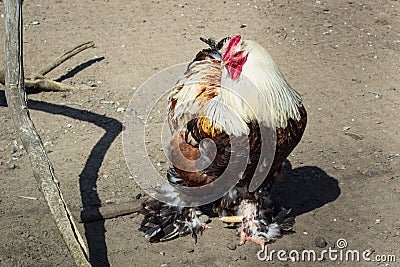 Colourful domestic male rooster on countryside bird farm ranch Stock Photo