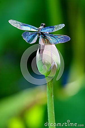 Colourful dragonfly on a lotus flower Stock Photo