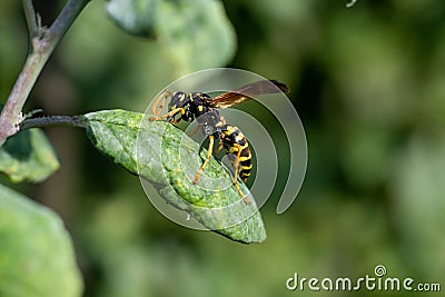 European wasp is sitting on green leaf of sick apple tree Stock Photo