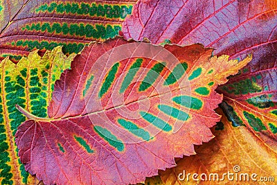 Colourful fall leaves. Texture of bright fall leaf of a tree close-up. Autumn, leaf fall concept Stock Photo