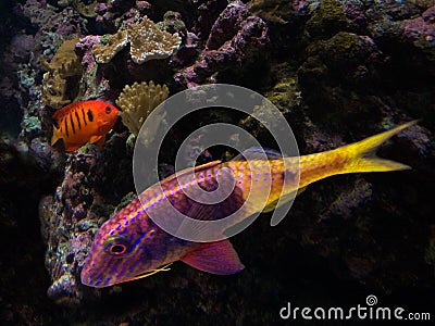 Colourful fish Stock Photo