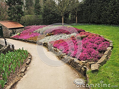 Colourful flower bed with mixed heathers Stock Photo