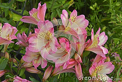 Colourful flower border with a close up of Pink Alstromeria 'Pink Surprise Stock Photo