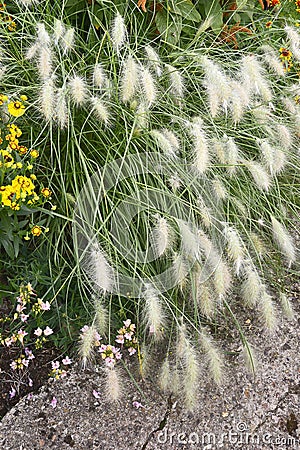 Pennisetum villosum Stock Photo