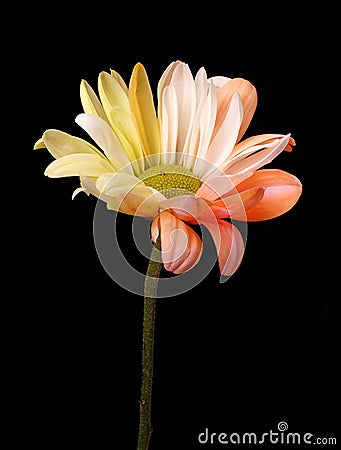 Colourful flower heads with multi coloured heads and petals Stock Photo