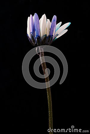 Colourful flower heads with multi coloured heads and petals Stock Photo