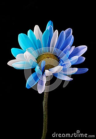 Colourful flower heads with multi coloured heads and petals Stock Photo