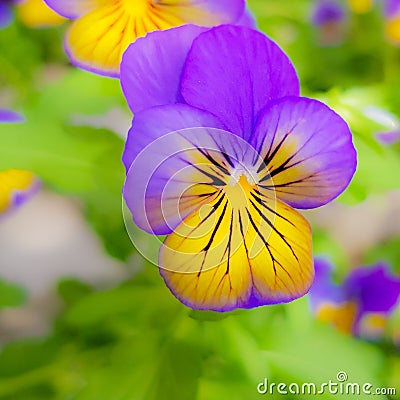 Colourful flower pansy Stock Photo