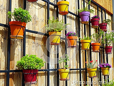 Colourful Flower Pots on Wooden Wall Stock Photo