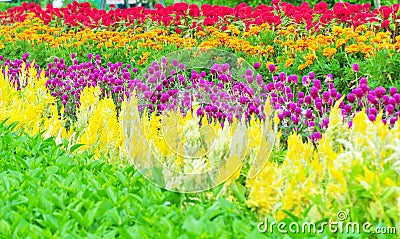 Colourful flowerbed Stock Photo