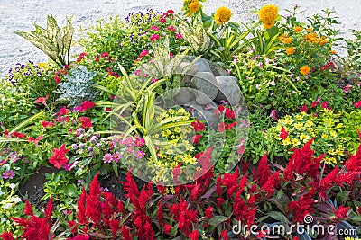 Colourful flowerbed Stock Photo