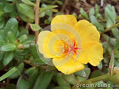 Colourful flowers in the garden Stock Photo