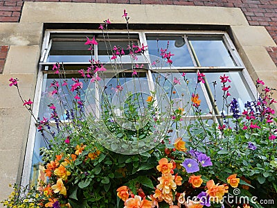 Colourful Flowers in a Window Garden Stock Photo