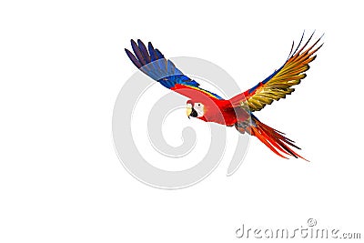 Colourful flying parrot Stock Photo