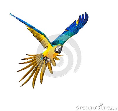 Colourful flying parrot Stock Photo