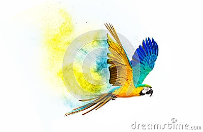 Colourful flying parrot Stock Photo