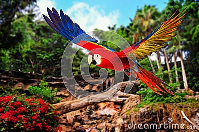 Colourful flying parrot Stock Photo