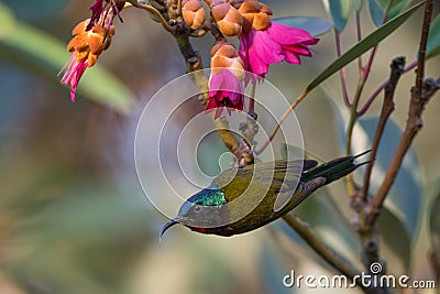 Colourful Fork Tailed Sunbird hanging under the flower Stock Photo