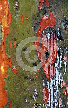 Colourful gum tree bark Stock Photo