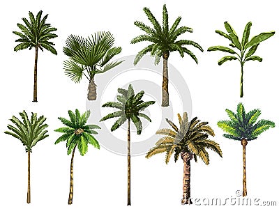 Colourful hand drawn palm tree. Retro tropical coconut trees, vintage miami palms vector illustration set Vector Illustration