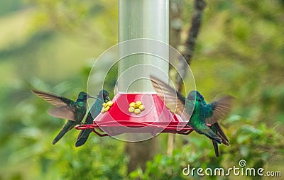 Colourful hummingbirds of Leymebamba, Peru Stock Photo